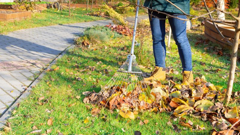 Leaves Being Raked